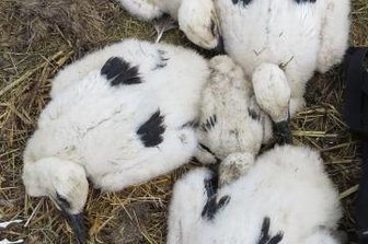 Störche ziehen ihren Nachwuchs groß - Im Storchennest in Burgstädt befinden sich fünf Junge. Vor wenigen Tagen sind sie geschlüpft. Eines der Küken ist noch recht klein. 