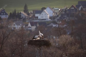 Störche zurück im Vogtland -