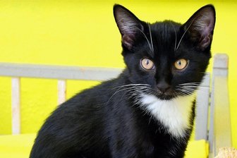 Stollberger Tierheimvorstand: Das Geld wird künftig nicht mehr ausreichen - Katzenkind Balou wurde im Tierheim geboren, ihre Mutter wurde als Fundtier abgegeben. Kein Einzelfall. Aktuell betreut das Tierheim 65 Katzen, darunter mehr als 30 Kitten, also Jungtiere. Foto: Maik Bohn