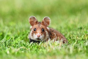 Stopp für "größtes Artensterben seit Aussterben der Dinosaurier" - Feldhamster, denen man in Nordsachsen noch eine kleine Restpopulation zuschreibt, sind durch die intensive Landwirtschaft bedroht. 