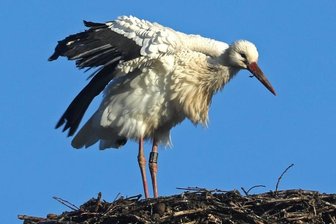 Storch hat Abflug in den Süden verpasst - Dieser Schnappschuss von der Storchen-Dame gelang vor drei Tagen. Der Vogel wurde 2018 in Tschechien beringt. 2020 wurde er mehrmals in Mittelsachsen gesichtet, seit April ist er in Waldenburg.