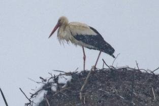 Storch in Rußdorf auf Abwegen - Hier hoch im Nest auf der Esse: der Rußdorfer Jungstorch.