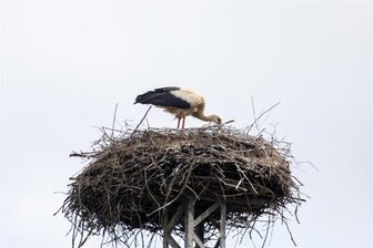 Storchennachwuchs im Vogtland: Zwischen Glück und Unglück - Noch besucht die Störchin den Horst in Weischlitz. Lang hat sie gebrütet - in diesem Jahr ohne Erfolg.