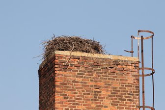 Storchennest ist frisch geputzt: Doch wo bleibt das Neuensalzer Paar? - Das Storchennest in Neuensalz – die Birken wurden entfernt.
