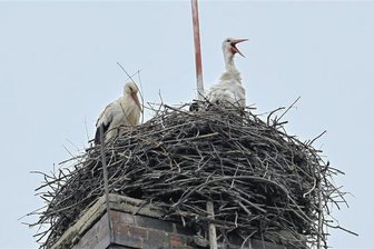 Storchenpaar bezieht Quartier auf Schornstein an der Chemnitzer Straße in Burgstädt - Auf einem Schornstein in Burgstädt ist der zweite Storch eingetroffen. Jetzt wird Nachwuchs erwartet.
