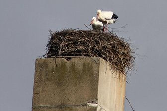 Storchenpaar in Neukirchen eingezogen - Das Storchenpaar in Neukirchen ist nun komplett.