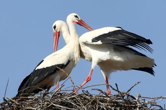 Storchenpaar schnäbelt wieder auf Glauchauer Schornstein -