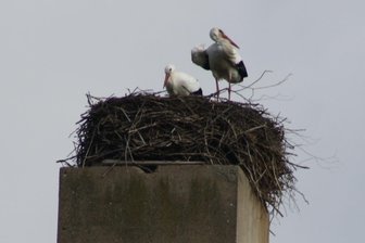 Storchenpaar von Neukirchen ist komplett - Im vergangenen Jahr hatte das Storchenpaar zwei Junge.