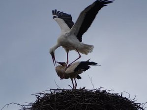 Storchenpaar zurück in Kirchberg -
