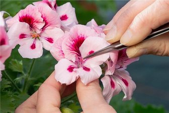 Storchschnabel oder Fuchsie - Blüte eines Storchschnabelgewächses.
