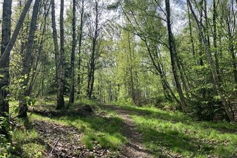 Strahlendes Bergbauerbe im Erzgebirge: Wann wird radioaktive Halde saniert? - Alles andere als die pure Idylle: Die Halde Breitscheid-Schacht III, hier abgebildet ein Weg, der auf das Plateau der Kuppe führt, birgt ein unsichtbares Risiko.
