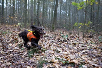 Straße gesperrt am Donnerstag: Hier wird im Vogtland scharf geschossen - Stöber- und Schweißhunde sind Helfer der Jäger. Sie flitzen in das Unterholz und stöbern Wild auf.