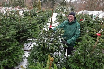 Straßensperrungen erschweren Weihnachtsbaum-Verkauf in Hohenstein-Ernstthal - Kevin Siegert inmitten der Nordmanntannen, die in der Garten-Baumschule auf Käufer warten. Etwa 400 Weihnachtsbäume sind aktuell da. Am Dienstag kommen weitere 350 frisch geschlagene Nordmanntannen aus Dänemark dazu.