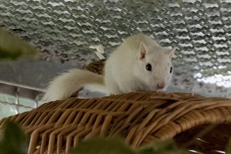 Streifenhörnchen gestrandet: Speedy sucht die Familie fürs Leben - Vor einigen Wochen wurde Streifenhörnchen Speedy nahe der Riesenburg in Annaberg-Buchholz gefunden. Bisher hat sich kein Besitzer im Tierheim "Neu-Amerika" gemeldet. Daher wird für den kleinen Nager ein neues Zuhause gesucht.