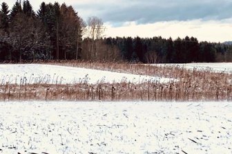 Streifzug zeigt Vielfalt des Erzgebirges - Verblühte Sonnenblumen folgen dem natürlichen Lauf der Zeit und enden nicht in einer Vase: Auf einer Wiese nahe des Schneeberger Ziegelteichs hat eine Familie in Eigeninitiative einen "grünen Teppich" angepflanzt. 