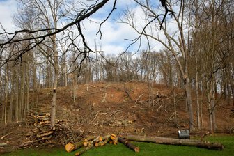 Streit um Baumfällungen in Lichtenwalde: Landrat will vermitteln - Die Baumfällungen am Butterberg in Lichtenwalde 2023 sind ein Grund für den Ärger.