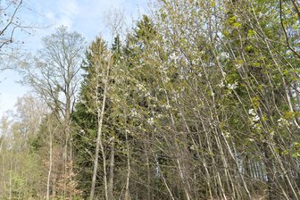 Streit um Klimakonzept: Freibergs Stadtrat entscheidet nach Grundsatzdebatte - Freibergs Weg zur Treibhausgasneutralität soll im Klimakonzept beschrieben werden (Symbolbild: Stadtwald).
