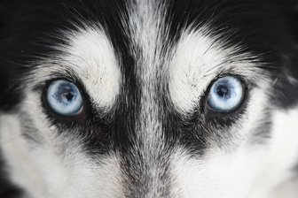 Streunende Huskys reißen Geflügel - 