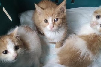 Streunende Katzenfamilie hält Gelenauer Nachbarschaft in Atem - Für die Katzenbabys brauchte der Gelenauer etwas länger, doch schließlich konnte er auch die letzten drei ins Annaberger Tierheim bringen.