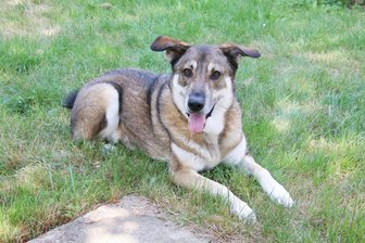 Streunersteinfest 2025 im Tierheim Freiberg: Handicap-Tiere suchen ein Zuhause - Hund Aras im Freiberger Tierheim „Albert Schweitzer“ sucht ein neues Herrchen oder Frauchen.