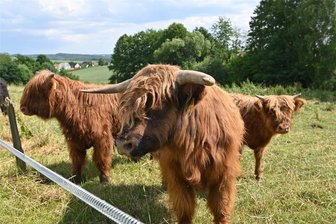 Striegistal: Schottisches Flair beim Hoffest in Mobendorf - Schottische Hochlandrinder - hier Exemplare in Lunzenau - sind die Stars des Highlandhofes in Mobendorf.