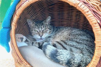 Stubentiger-Alarm in diesem Tierheim im Erzgebirge: Warum die Vermittlung der Samtpfoten stockt - Kater Apollo gehört zu den Spezialfällen im Bockauer Tierheim, wo derzeit sehr viele Stubentiger auf ein neues Zuhause warten.