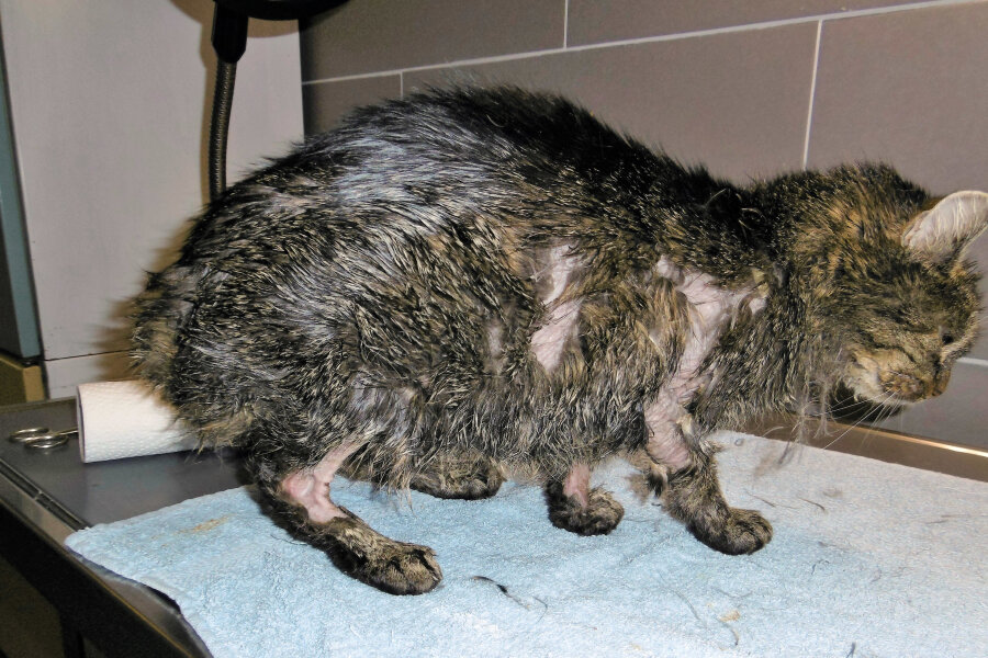 Stubentiger in Nöten - Katzen mit Öl verschmiert - Eine verletzte Katze wird im Tierheim Großliebringen behandelt. Nach dem Fund von mindesten zwei mit Öl verschmierten Katzen im Ilm-Kreis sucht das Veterinäramt weiter nach der Ursache. 
