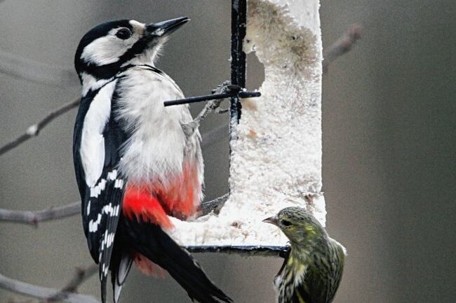 Stunde der Wintervögel: Im Baumpark gibt es viele Vogelarten - 