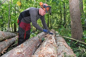 Sturm, Borkenkäfer, Dürre: "Entfichtung" im Vogtlandwald - Forstwirt Sebastian Brunner schaut unter der Rinde nach Borkenkäfern. Schlimmstenfalls entwickelt sich in diesem Jahr noch eine dritte Generation. 
