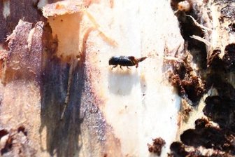Sturm, Borkenkäfer, Dürre: Fichten müssen aus dem Wald - Ein Altkäfer, auch Larven sind zu sehen.