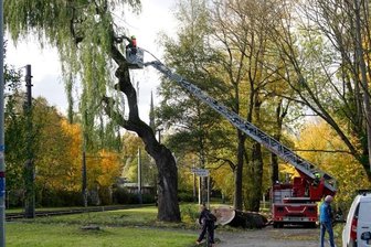 Sturm: Einsätze bis in die Nacht - In Höhe der Adelsbergstraße drohten Teile eines Baumes auf die Straßenbahnstrecke der Linie 5 zu fallen. Die Feuerwehr griff ein.