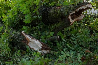 Sturm fegt übers Erzgebirge: Bäume und Bauzäune stürzen um - Es gab am Samstag und in der Nacht zum Sonntag einige Sturmschäden, verletzt wurde laut Polizei aber niemand (Symbolbild).