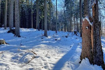 Sturm, Hitze, Borkenkäfer: Wie eine Stiftung dem kranken Wald in Beutha hilft - Der Wald auf Beuthaer Flur ist durch Stürme, Trockenheit und Borkenkäferbefall an vielen Stellen licht geworden. Im Zuge der Wiederaufforstung soll ein Mischwald entstehen. 