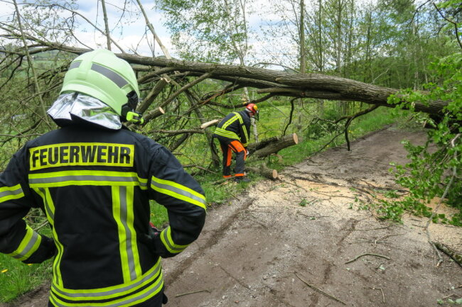 Sturm knickt Bäume in Lauter um - Neben dem Sportplatz waren vier Bäume umgestürzt.