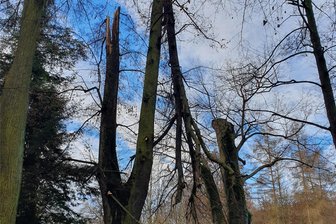 Sturm setzt Bäumen im Fürstlich Greizer Park zu: Linde abgebrochen - Die abgebrochene Linde im Fürstlich Greizer Park.