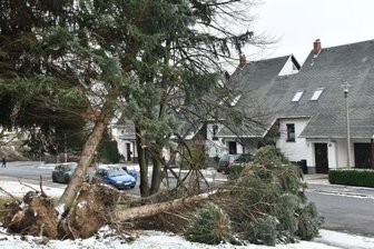 Sturmschaden - Gefahrenstelle beseitigt - So sah es an der Straße der Einheit nach dem Sturm Friederike aus.
