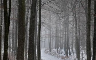 Sturmtief "Sabine" - Forstschäden vor allem in exponierten Lagen - 