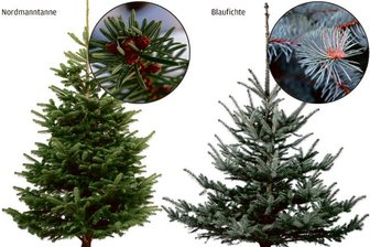 Suche nach dem Traumbaum - 