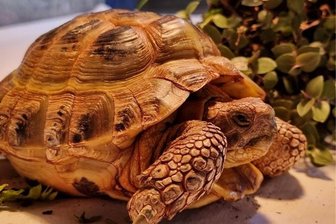 Suche nach Heim mit Pool: Wird Olga zur Problem-Schildkröte? - Diese Landschildkröte, eine Vierzehenschildkröte, ist im April nahe den Greifensteinen bei Ehrenfriedersdorf gefunden und ins Tierheim Vielauer Wald bei Zwickau gebracht worden. Die Suche nach einem Zuhause war bisher erfolglos.