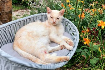 Suche nach Kater in Auerbach erfolglos: Was die Tierhalterin jetzt verspricht - Augen auf in Auerbach und Treuen: Kater Sverker wird seit sechs Wochen gesucht.