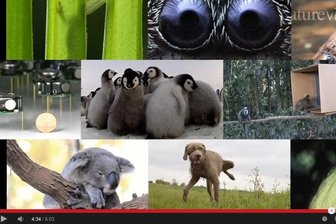 Süß und kurios: Die besten Tiergeschichten der Wissenschaft 2014 - 