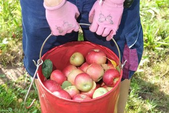 Süß und saftig: Geyerhaus in Langenweißbach lädt zum Äppelfest ein - Am Sonntag steht beim Äppelfest im Geyerhaus in Weißbach der Deutschen liebstes Obst im Mittelpunkt.