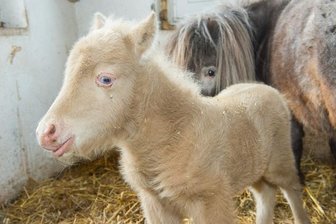 Süß und selten: Goldiger Nachwuchs bei den Minipferden in Aue - 