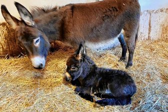 Süße Babys im Auer Zoo der Minis -