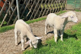 Süße Tierbabys, Wettmelken und Veggieburger: Hoffest auf dem Rößler-Hof - Diese Lämmer werden mit der Flasche groß gepäppelt. Am Tag des Hoffestes dürfen Besucher helfen. 