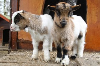 Süßer Hingucker: Ziegennachwuchs auf dem Ferienhof in Falkenau - Die kleinen Ziegen auf dem Ferienhof in Falkenau wollen die Welt erkunden.