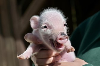 Süßer Nachwuchs bei Schweinen, Schafen und Co.: Zoo im Erzgebirge freut sich über viele Tierbabys kurz vor Ostern - Eins der neun Minischweinchen, die am erst wenige Tage alt sind.