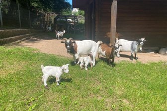 Süßer Nachwuchs im Auer Zoo der Minis: Drei kleine Zicklein und neun kleine Ferkelchen - Im Gehege der Mini-Ziegen tollen derzeit drei kleine Zicklein.