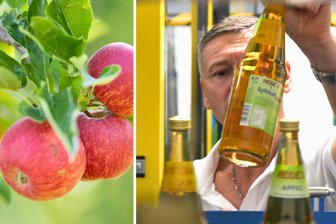 Super-Apfel-Jahr 2025: Wohin mit meinen Äpfeln? Zehn saftige Antworten aus Siebenlehn - 2025 könnte das Super-Apfel-Jahr schlechthin werden. Tino Walcha von der Kelterei Kurt Heide in Siebenlehn hat voll zu tun.