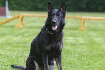 Supernasen schnüffeln sich durchs Erzgebirge: Landesfährtenmeisterschaft in Ursprung - Der Geruchssinn eines Hundes ist einer seiner stärksten Sinne.